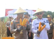 Panen Raya Jagung Serentak Digelar di Konsel, Sultra Siap Jadi Lumbung Pangan Nasional