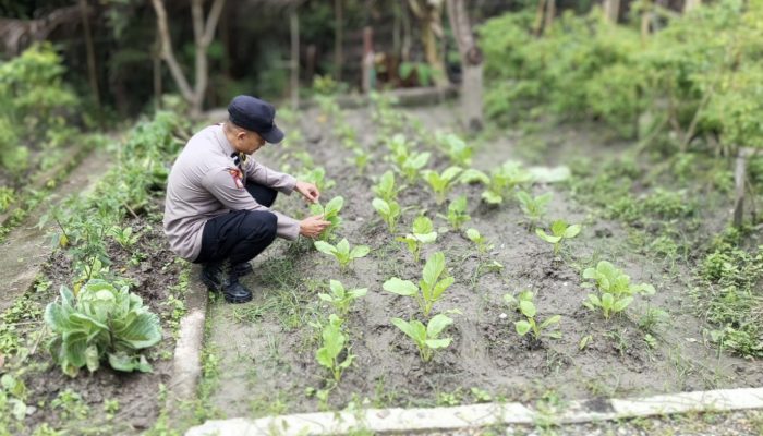 Bhabinkamtibmas Aipda Alim Busra Dorong Ketahanan Pangan Warga!