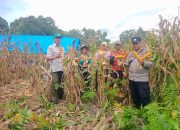 Dukung Swasembada Pangan, Polsek Batuputih Dampingi Panen Jagung 2,7 Ton di Desa Larui