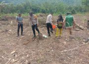Bhabinkamtibmas Polsek Lasusua Dampingi Penanaman Jagung Pakan di Desa Rantelimbong