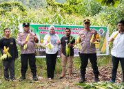 Dukung Asta Cita, Polsek Kodeoha Bersama Pemdes Mattirobulu Gelar Panen Perdana Jagung