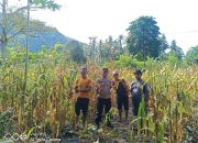 Dukung Ketahanan Pangan, Bhabinkamtibmas Polsek Lasusua Dampingi Panen Jagung di Desa Patowonua