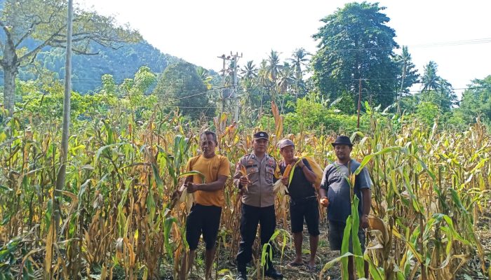 Dukung Ketahanan Pangan, Bhabinkamtibmas Polsek Lasusua Dampingi Panen Jagung di Desa Patowonua