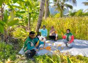 Wujudkan Kemandirian Pangan, Bhabinkamtibmas Polsek Lasusua Kawal Panen Raya 1 Ton Jagung di Desa Ponggiha