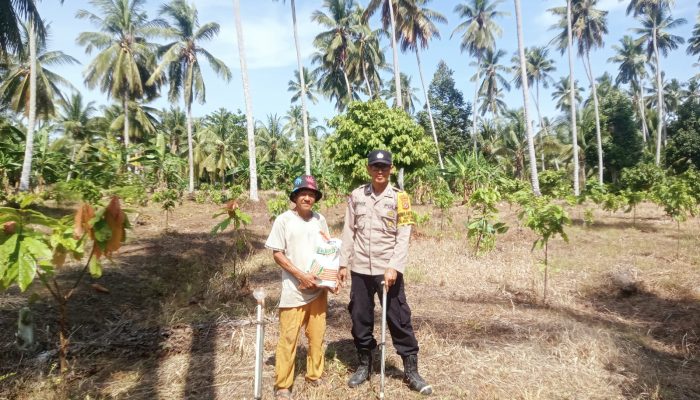 Dukung Asta Cita Presiden, Bhabinkamtibmas Polsek Watunohu Terjang Lahan Jagung Demi Ketahanan Pangan Nasional