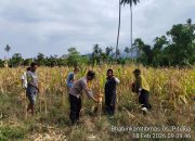 HADIR DI TENGAH PETANI, BHABINKAMTIBMAS DESA PITULUA DAMPINGI PANEN JAGUNG WARGA