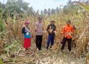 Panen Jagung di Watunohu, Bhabinkamtibmas Turun Langsung Dukung Ketahanan Pangan