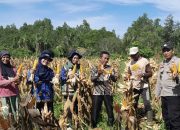 Peluh dan Senyum di Desa Maruge: Saat Bhabinkamtibmas dan Petani Bersinergi Jemput Rezeki