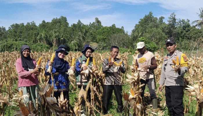 Peluh dan Senyum di Desa Maruge: Saat Bhabinkamtibmas dan Petani Bersinergi Jemput Rezeki