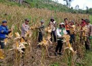 BHABINKAMTIBMAS POLSEK BATUPUTIH DAMPINGI PANEN JAGUNG WARGA, DUKUNG KETAHANAN PANGAN DI DESA TANGGARURU