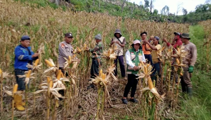 BHABINKAMTIBMAS POLSEK BATUPUTIH DAMPINGI PANEN JAGUNG WARGA, DUKUNG KETAHANAN PANGAN DI DESA TANGGARURU