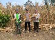 Panen Jagung di Desa Kalu-Kaluku, Bhabinkamtibmas Polsek Kodeoha Dampingi Warga
