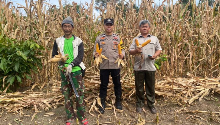 Panen Jagung di Desa Kalu-Kaluku, Bhabinkamtibmas Polsek Kodeoha Dampingi Warga
